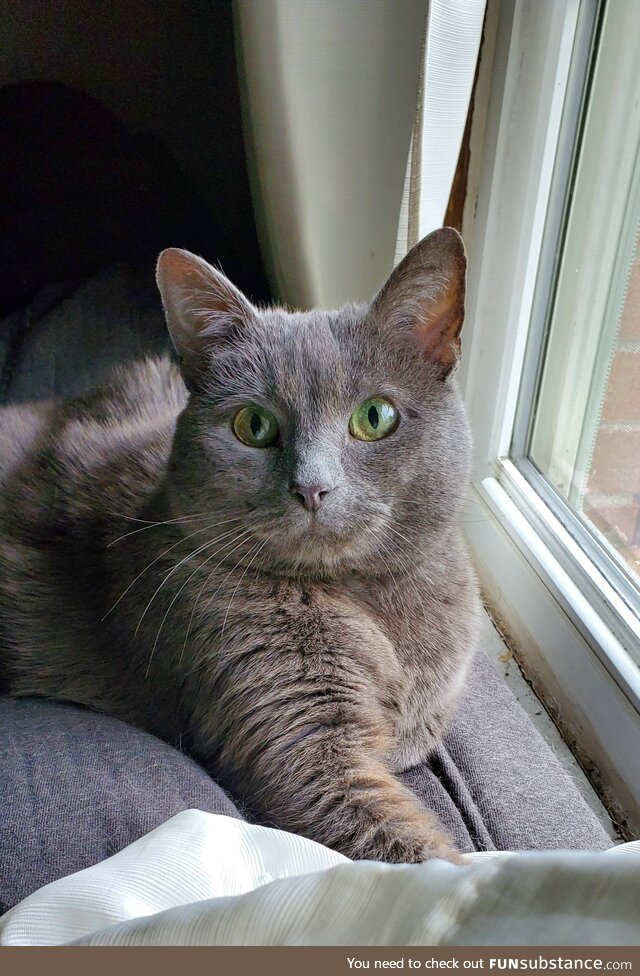Just a photo of my cat