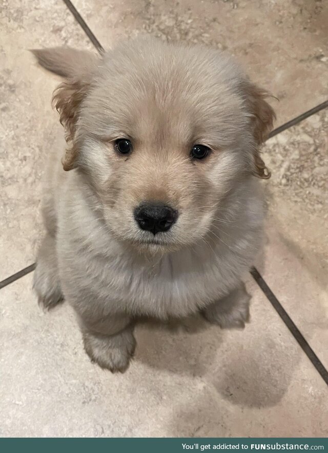 My new puppy