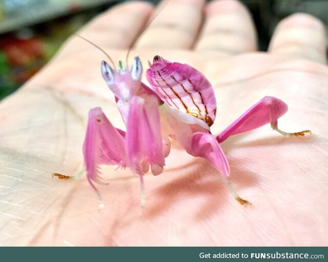 This is a thing: The orchid mantis