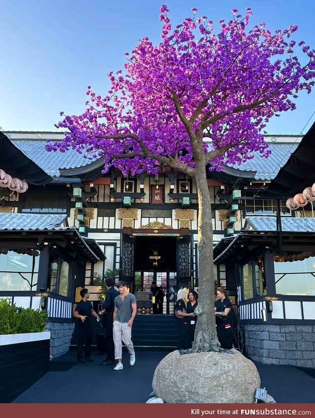 The beautiful scenery should be shared with everyone, I like this tree