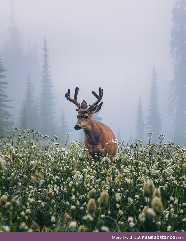 Mount rainier national park