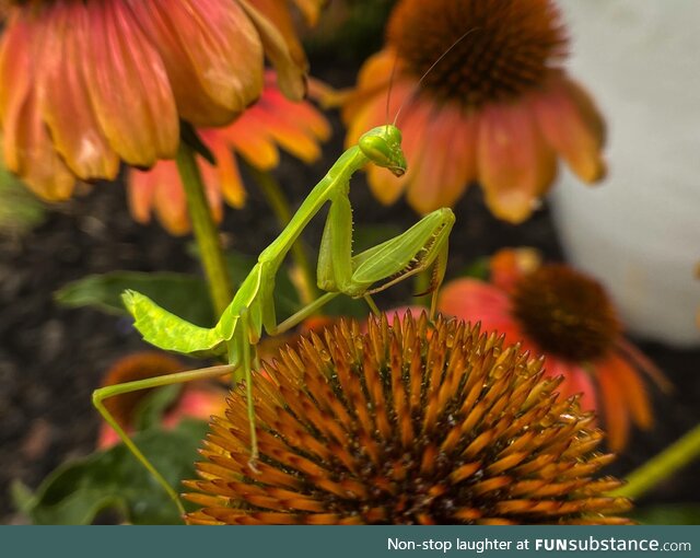 [OC] A picture of a Praying Mantis when I was watering