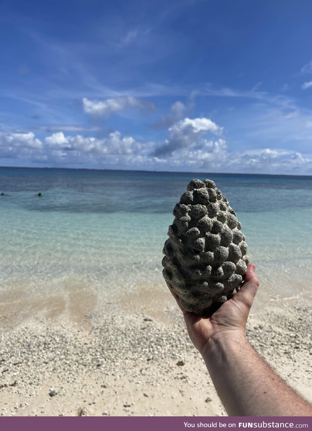 Found a coral dragon egg on the tiny island of Eneko, in the Majuro atoll of the Marshall