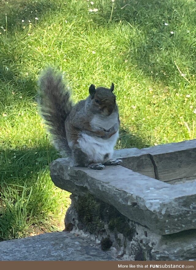 Took a picture of this squirrel plotting something