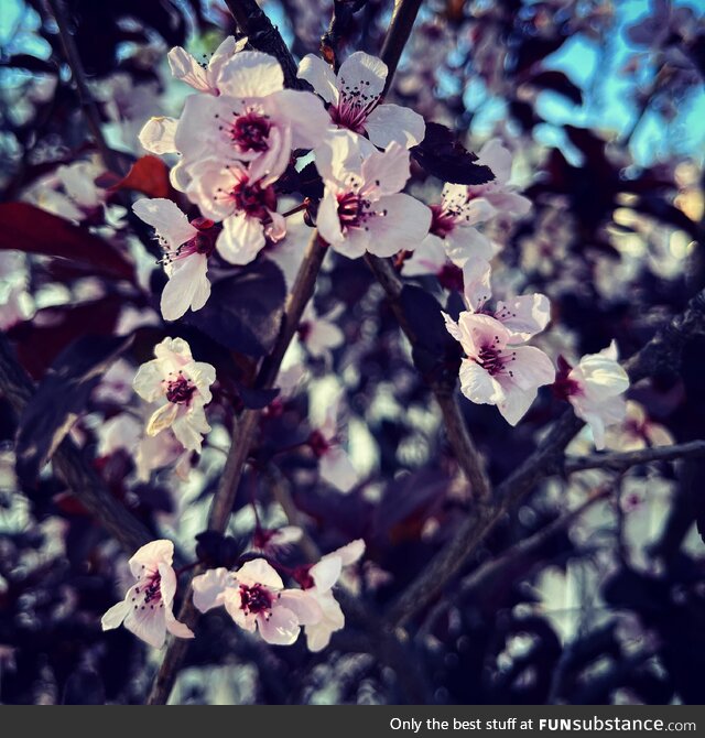 Flowering Now: Cherry-leafed Plum Blossoms In The Neighborhood 4