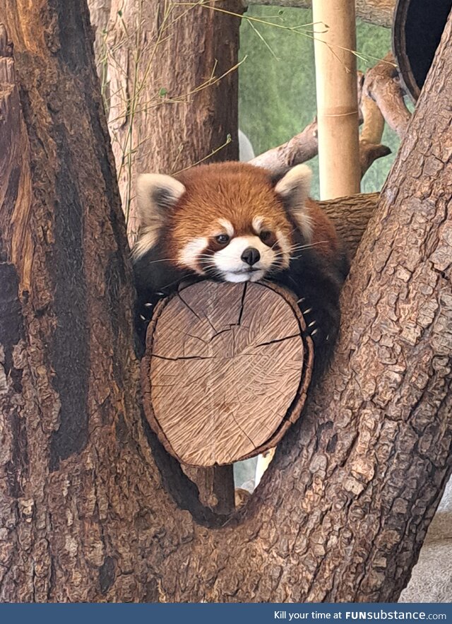 The Red Panda I saw at the local zoo yesterday