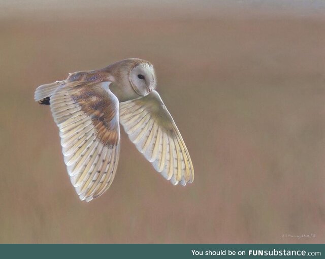 My pastel drawing of a barn owl, which I named "Scouting" (16"x12"). Ref Lee Amery