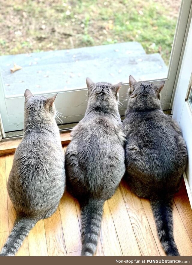 Y'all liked Leon at the vet, so here's Leon at home with sister Lucy and brother Avery