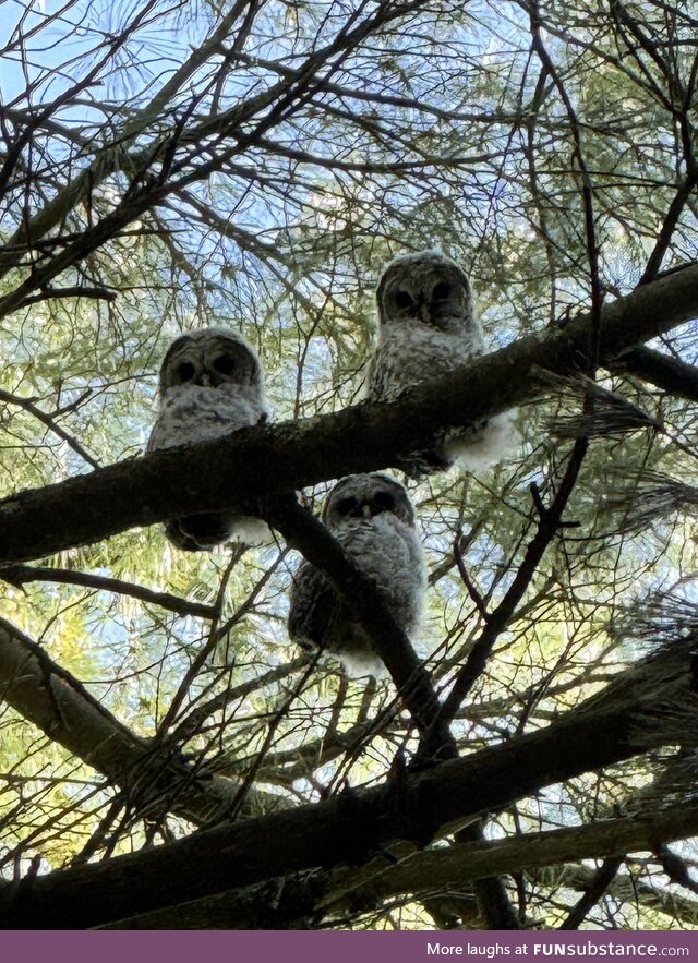 Baby Barred Owls in Vermont