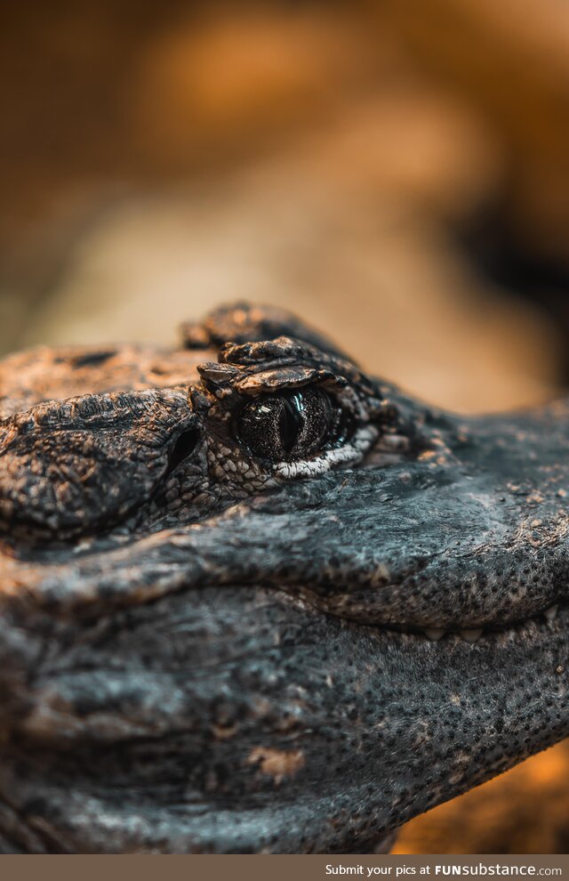 Close up of a Gators eye