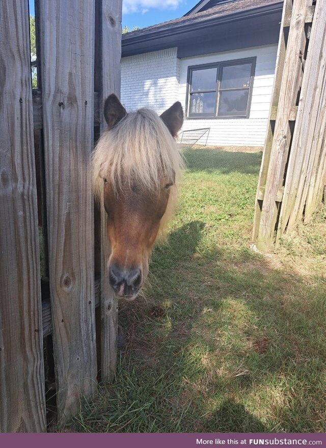 My 22 y.O. Miniature horse, Simba, loves to visit the neighbors' yard