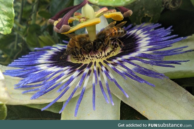 Bees on passionflower