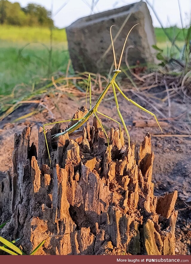 [OC] Stick Bug Stickin' on a Stump