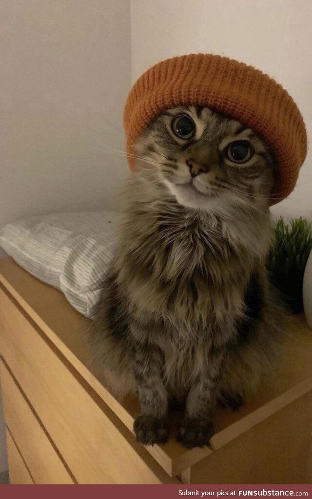 Cat in a beanie