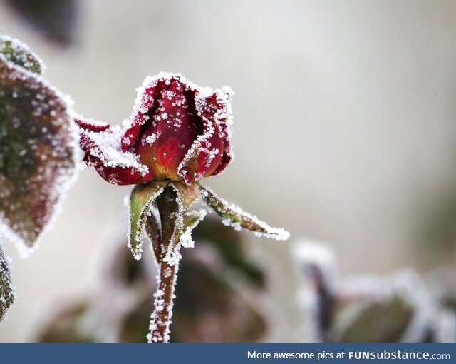 Saw a frozen rose the other day