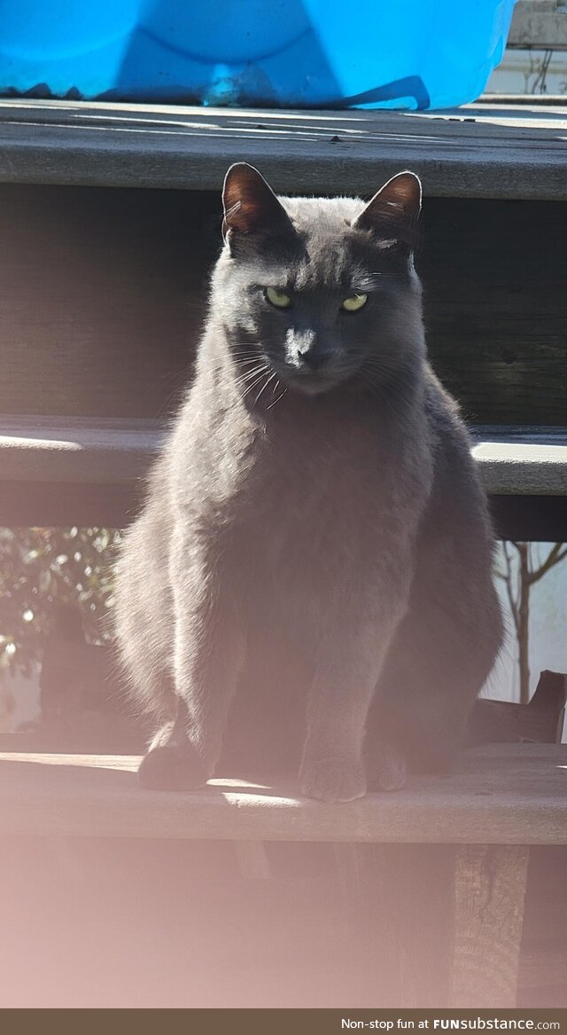 [OC] Chances of you getting killed by your pet may be low, but never at a 0%