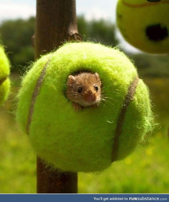 Tennis balls from the wimbledon used as mice houses