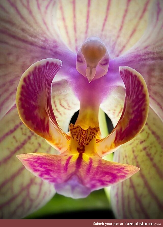 This is not a bird, it's an orchid