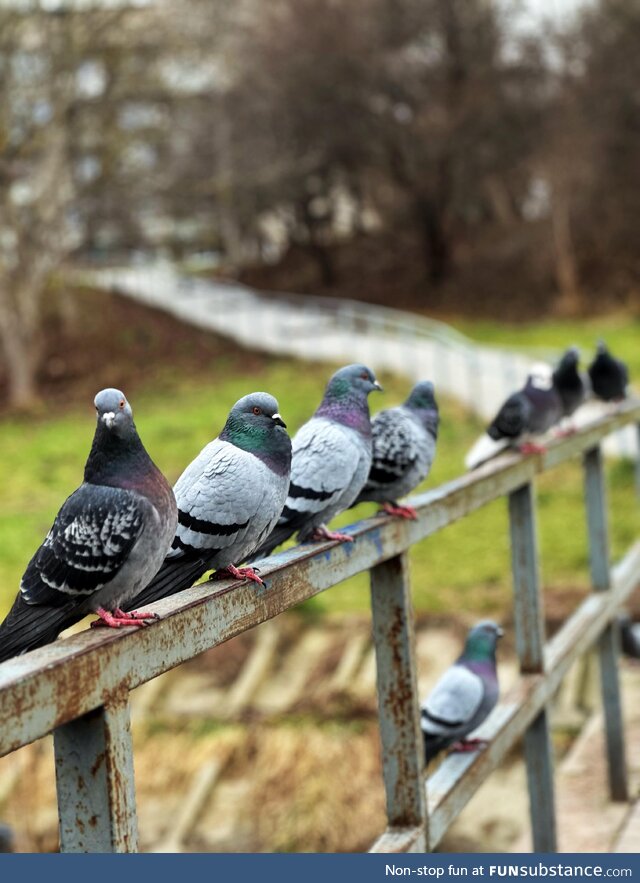 Pigeons sitting on a fence