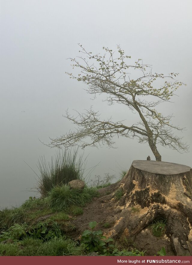 Dense fog over lake near Corsham town centre, UK