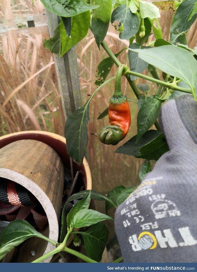 Grew a chili