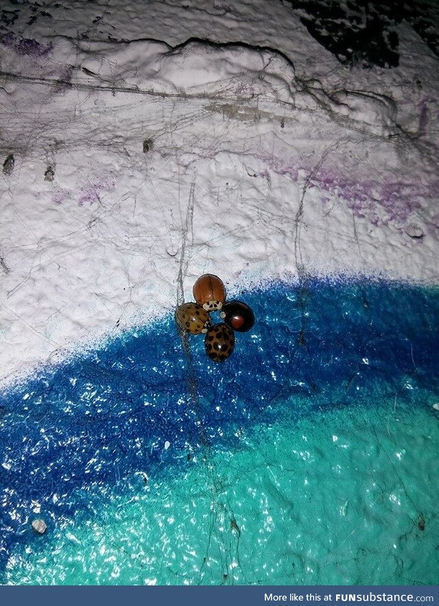 Ladybugs of all 4 Tribes are gathering. Whatt are they up to