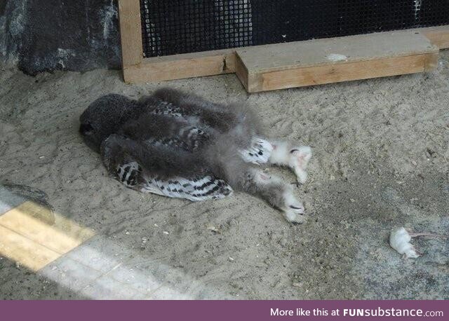 Juvenile owl sleeping face down