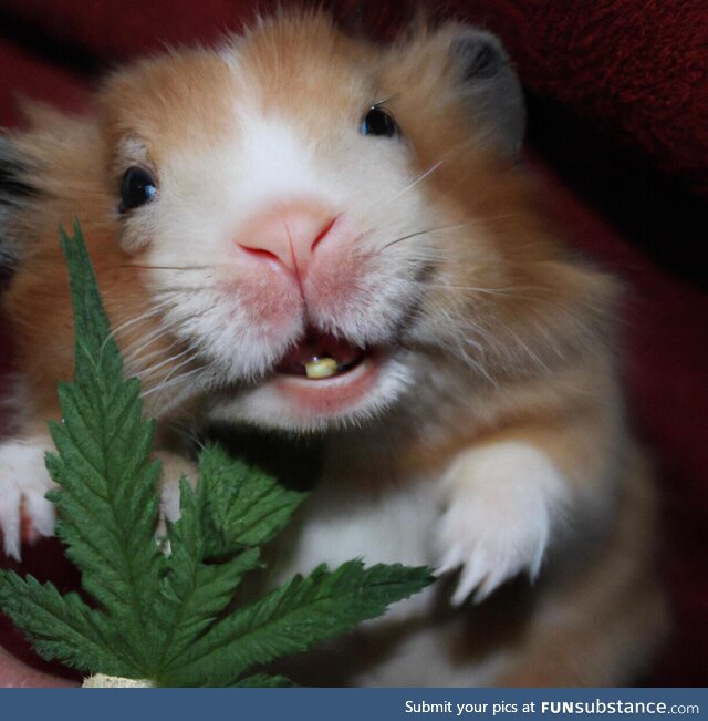 A stoned teddy bear hamster