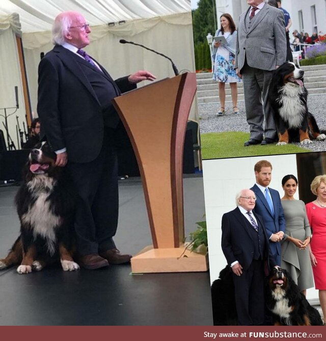 The irish president and his doggos