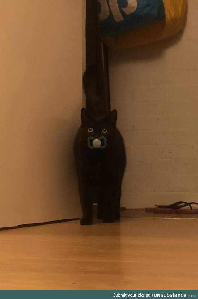 Our cat has a habit of bringing random stuff home and just came in with a dummy