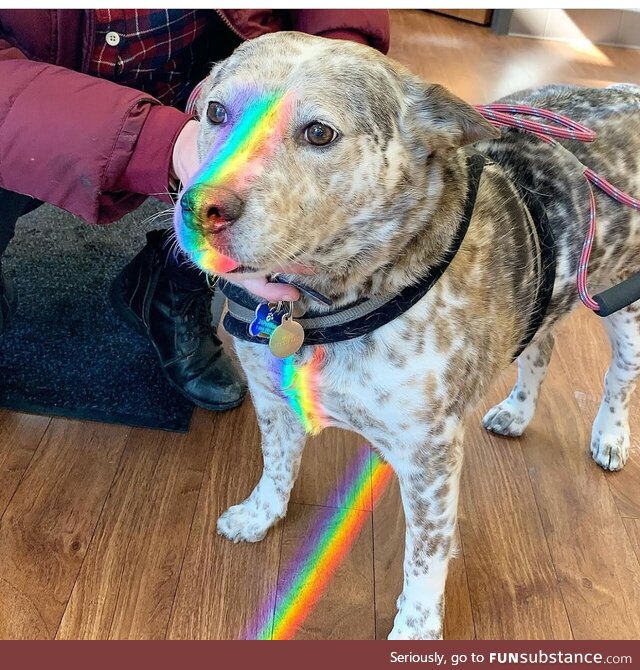 John Oliver with a dog whos have a rainbow in his face