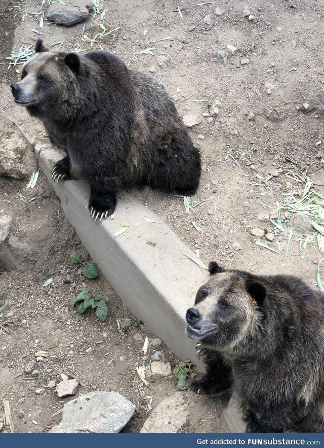 Big ole chunky boys, Cheyanne Mountain Zoo Colorado Springs CO