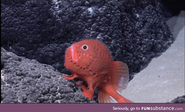 This newly discovered Elmo looking mf from the latest deep sea robot