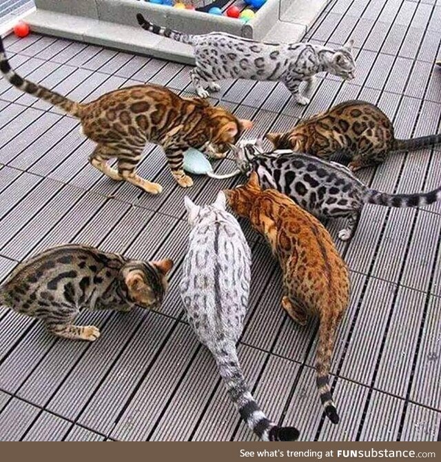 Amazing colorful bengals