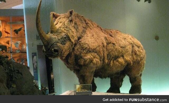 Young woolly rhino revealed by melting permafrost