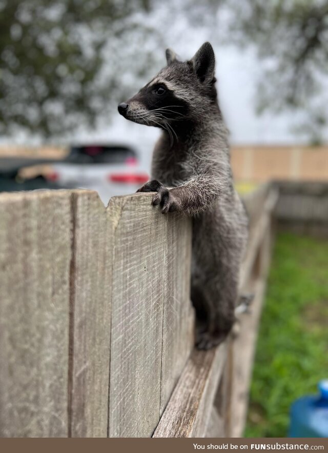Baby raccoon