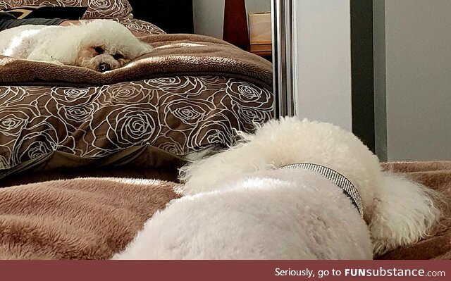 Dog loves staring at himself in the mirror