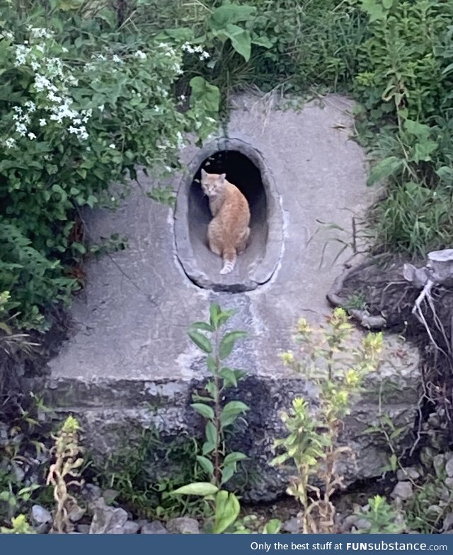 Tunnel cat