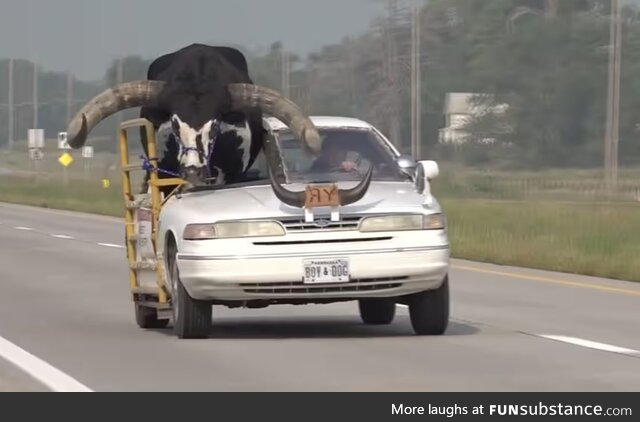 A man in Nebraska was pulled over for letting his bull ride shotgun in his car