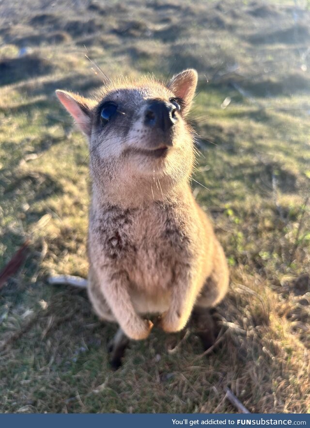Happy wallaby on Magnetic Island