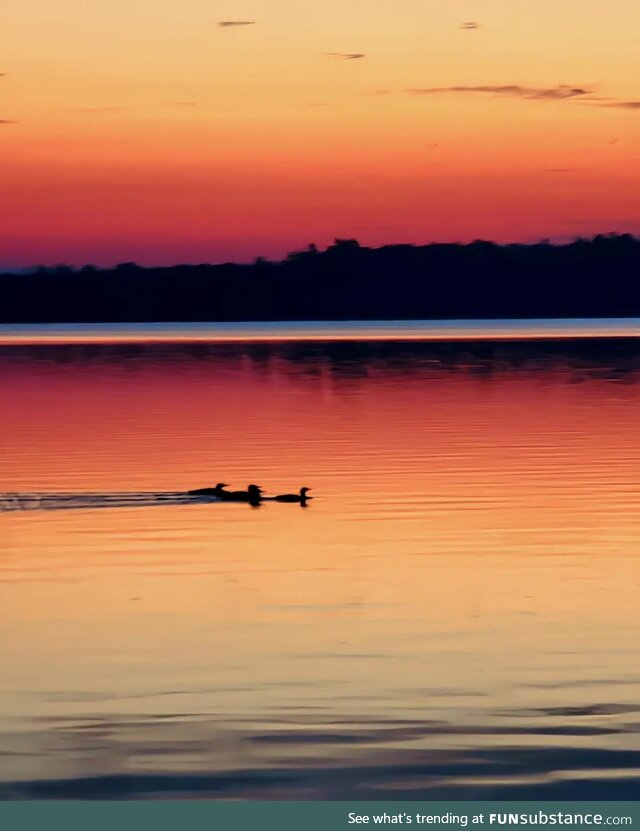 An asylum of loons in the morning (OC)
