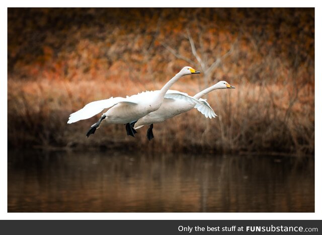 Swans in Hachinohe, Japan