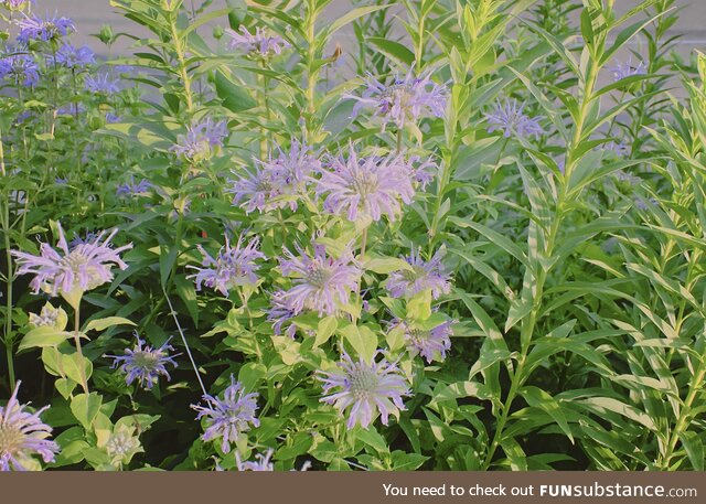 Flowers planted by John Oliver himself
