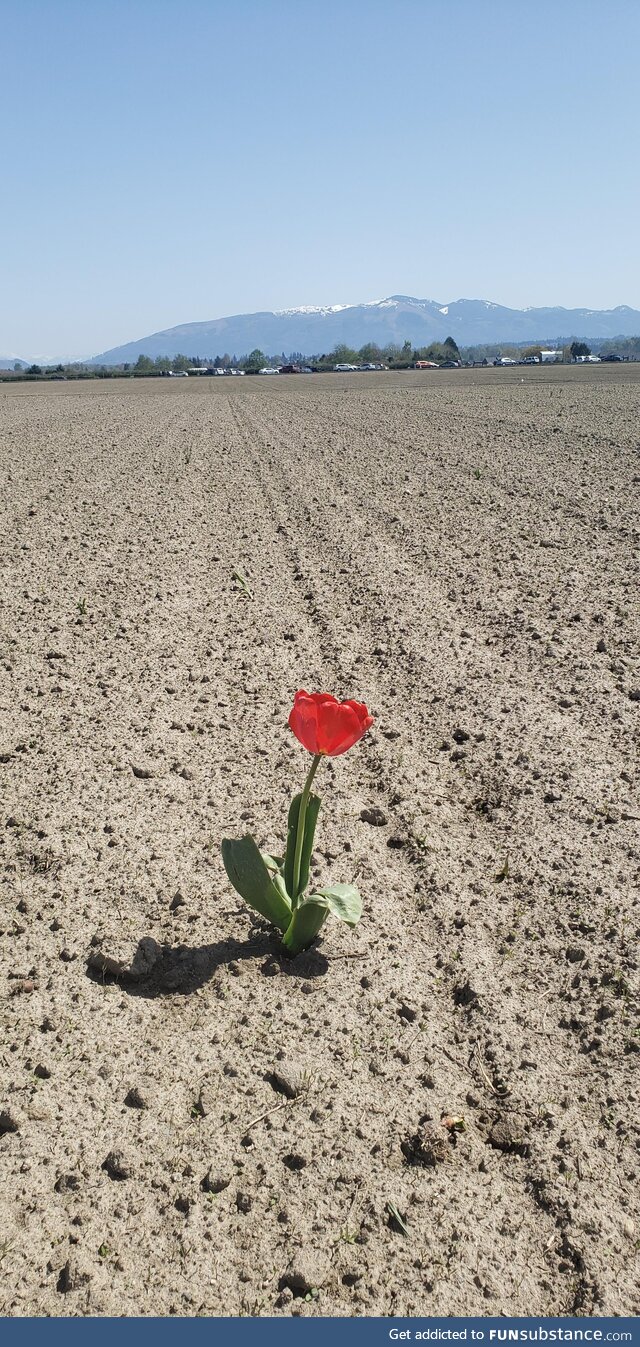 A lone tulip in field at the Tulip Festival