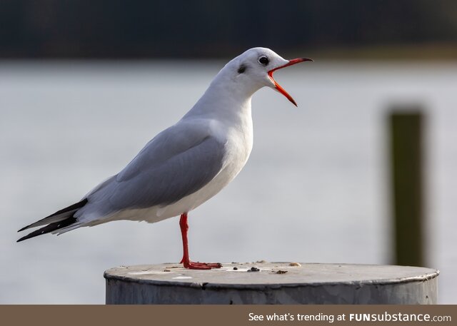 Jonathan Livingston Seagull (by Mario Losereit)