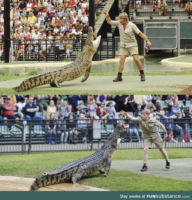 Robert Irwin feeding the same croc, in the same place as his father, Steve Irwin, 15