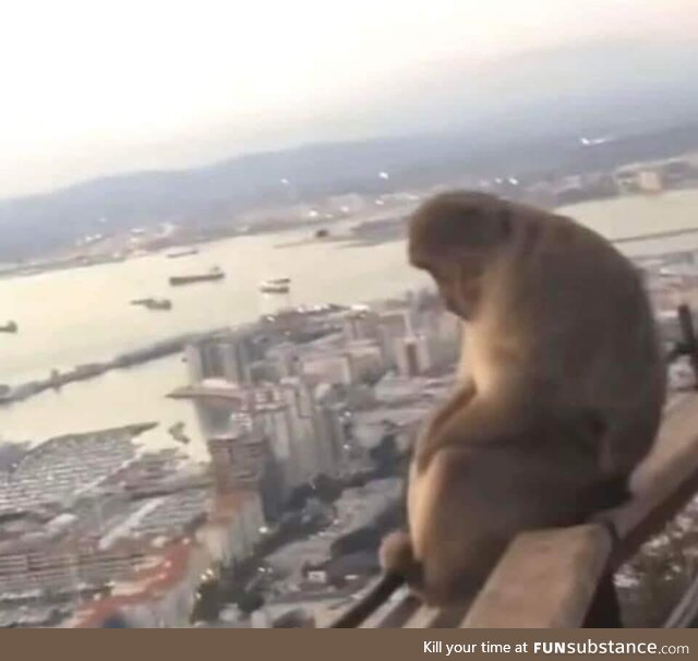 A monkee that look sad