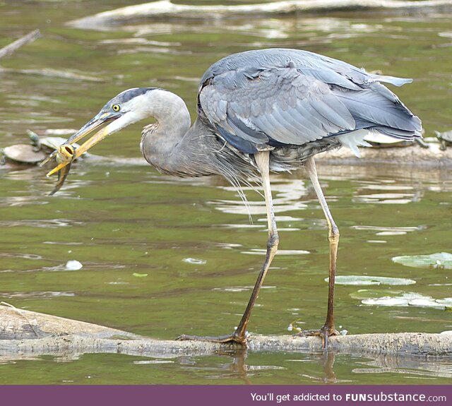 Heron having lunch
