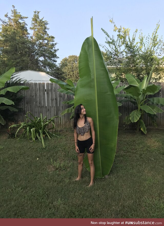 One big ass leaf