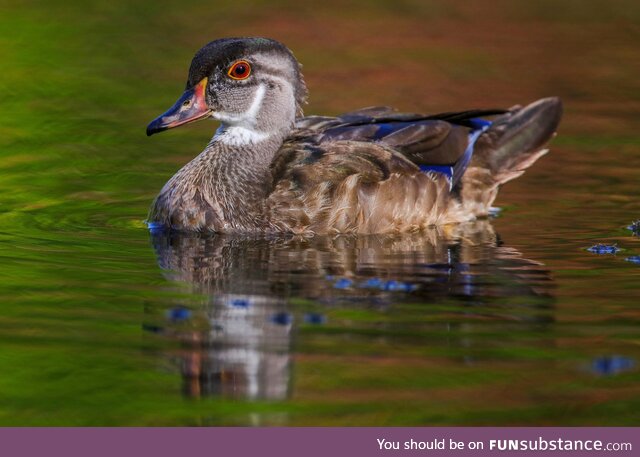 Wood Duck Drake on an Early Fall Pond